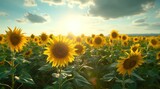 Fototapeta Kwiaty - Golden sunflower on field and blue sky stock photo