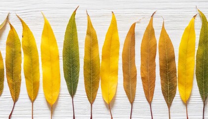 natural autumn pattern from narrow yellow leaves of willow isolated on white background beautiful autumnal textured background close up fall leaf top view aesthetic nature pattern autumn color