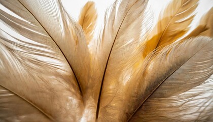 Wall Mural - beautiful abstract white and brown feathers on white background and soft yellow feather texture on white pattern and yellow background feather background gold feathers banners brown texture