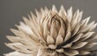 beige neutral color spiky horizontal flower bud with clean grey background macro