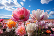 Fields of blooming colorful tulips, colorful flower fields, AI generated