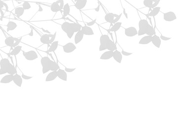 Wall Mural - realistic shadow from leaves plants isolated on white background. gray leaf shadow overlay effect. v