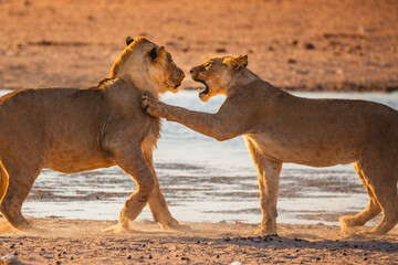 Wall Mural - lioness and young male lion ((panthera leo) playing, etosha national park namibia