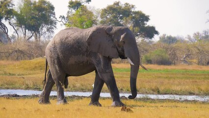Wall Mural - Big bull Elephant (Loxodonta africana) slowly walking on the savanna, Moremi Game Reserve Botswana