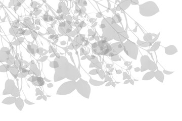 Wall Mural - realistic shadow from plant leaf on transparent background. natural leaves shadow effect overlay. pn