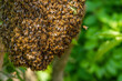 © Jaroslav - Honeybee swarm hanging at a tree in nature.