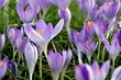 Violette Krokusse auf einer Frühlingswiese