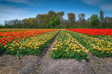 Wall Mural - Majestic flowery landscape with various colorful tulip fields in Netherlands