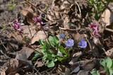 Fototapeta Tulipany - Purple Corydalis ledebouriana and blue Hepatica nobilis