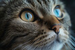 Close-up portrait a cute cat