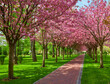 Sakura Cherry blossoming alley. Wonderful scenic park with rows of blooming cherry sakura trees and green lawn in spring.