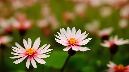 pink and white flower