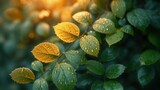 Piękne symetryczne liście z odcieniami zieleni stworzone przez promienie światła. Tapeta natura tło