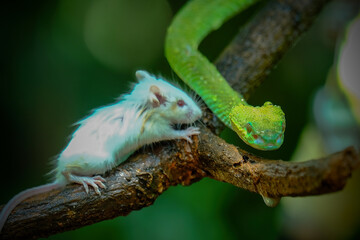 Wall Mural - green viper on a branch