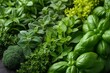 Close-Up of Various Types of Herbs in row