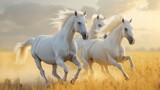 Fototapeta Konie - Golden Elegance: White Horses at Sunset