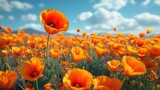 Fototapeta Kwiaty - Pole pełne pomarańczowych kwiatów pod niebieskim niebem