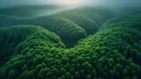 Fototapeta Do pokoju - Lotniczy widok na bujny, zielony las