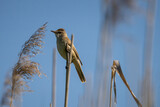 Fototapeta Krajobraz - bird, trzciniak, ptak