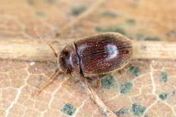 Wall Mural - Lasioderma serricorne commonly known as the cigarette beetle, cigar beetle, or tobacco beetle is pest of tobacco dried herbs and many of others stored