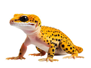 Wall Mural - leopard gecko, isolated on a transparent or white background