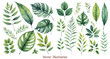 Exotic plants, palm leaves, monstera leaf on white background, watercolor vector illustration. Wedding frame elements collection. Elegant foliage design for wedding, card, invitation, greeting

