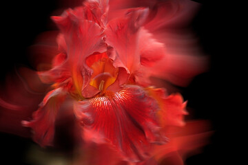 red iris flower in an artistic light painting effect against a black background