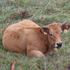 Canvas Print - cow in the meadow