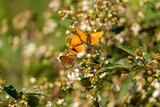 Fototapeta Krajobraz - motyl, niepylak, butterflies