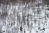 Fototapeta Do pokoju - Zbocze góry porośnięte zimującymi drzewami