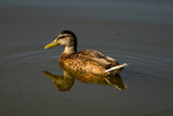 Fototapeta Krajobraz - kaczka krzyżówka, duck, bird