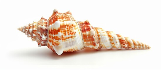 Wall Mural - Shell on White Background: Clipping Out a Part of the Beautiful Shell on a White Background