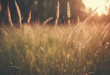 Wild grass in the meadow at sunset Macro image shallow depth of field Abstract summer nature background