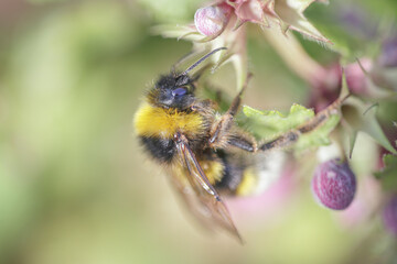 Canvas Print - European bee sucking pollen and nectar