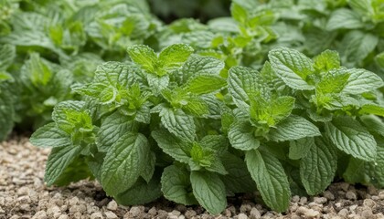 Canvas Print - A field of green mint plants