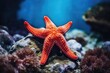 colorful background starfish in the ocean