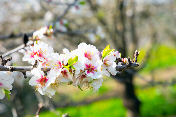 Poster - Branch of blooming almond tree