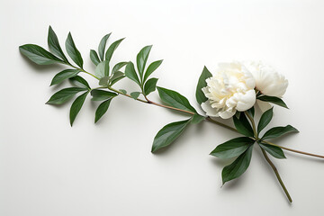 Wall Mural - peony isolated on white background with green leaves 
