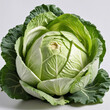 Bunch of cabbage on white background