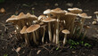 Mushrooms sprouting from organic soil, isolated on clear background