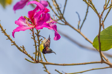 Wall Mural - Purple-rumped sunbird (Leptocoma zeylonica) at Rabindra Sarovar, Kolkata, India