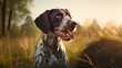 German Shorthaired Pointer in the field 