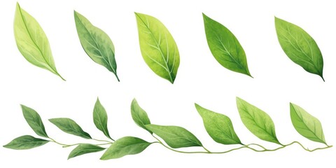 Poster - A bunch of green leaves on a white background. Can be used for various nature-related designs