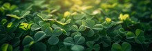 Green Clover Leaves Background. Natural Backdrop, Selective Focus. Banner, Panorama. Copy Space.