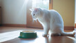 White fluffy cat eats dry food from a bowl in the kitchen. Backlight.