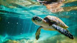 Fototapeta Tęcza - Turtle animal swim under water in sea ocean water wallpaper background
