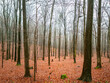 foggy forest in winter