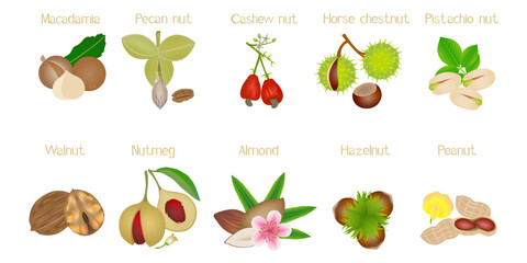 Wall Mural - Set of nuts with names on a white background.