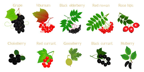 Wall Mural - A set of berries on branches with names on a white background.