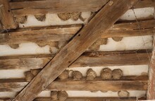 Swallow Nests In The Roof 